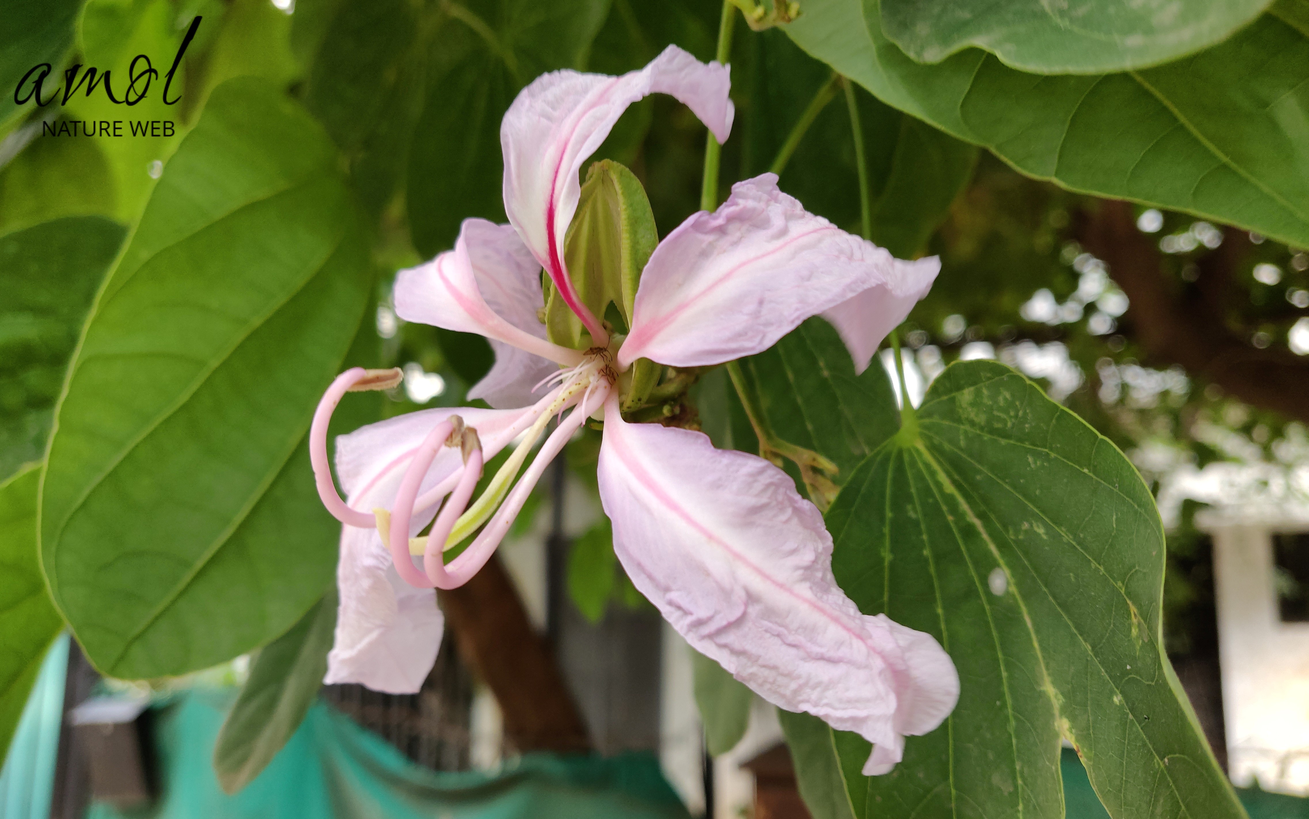 Varigated Bauhinia